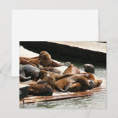 サンニング・シーライオンズ（サンフランシスコ） (正面/裏面)