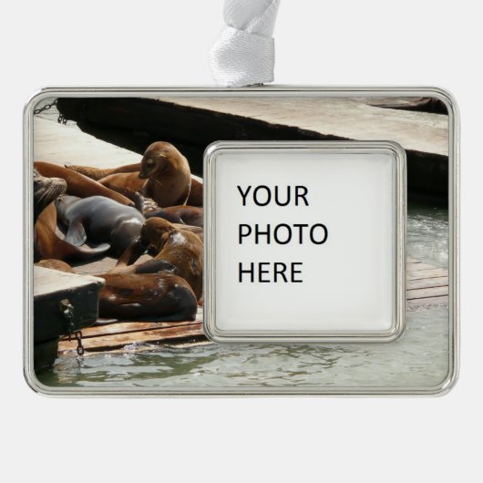 サンニング・シーライオンズ(サンフランシスコ) シルバープレートフレームオーナメント (正面)