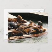 サンニング・シーライオンズ(サンフランシスコ) ポストカード (正面/裏面)