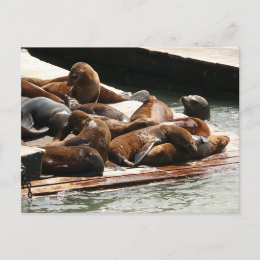 サンニング・シーライオンズ(サンフランシスコ) ポストカード (正面)