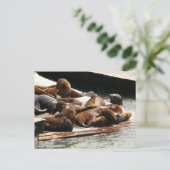 サンニング・シーライオンズ(サンフランシスコ) ポストカード (スタンド正面)