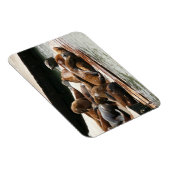 サンニング・シーライオンズ（サンフランシスコ） マグネット (右側)