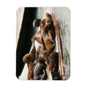 サンニング・シーライオンズ（サンフランシスコ） マグネット (縦)