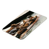 サンニング・シーライオンズ（サンフランシスコ） マグネット (左側)