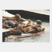 サンニング・シーライオンズ(サンフランシスコ) ラッピングペーパーシート (正面3)