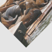 サンニング・シーライオンズ（サンフランシスコ） 薄葉紙 (詳細)