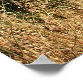 サンノゼフットヒルズドライグラス ポスター (角)