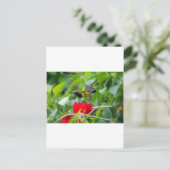 サンバード ポストカード (スタンド正面)