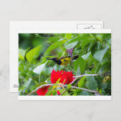 サンバード ポストカード (正面/裏面)