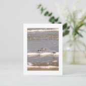 サンパイパー ポストカード (スタンド正面)