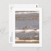 サンパイパー ポストカード (正面/裏面)