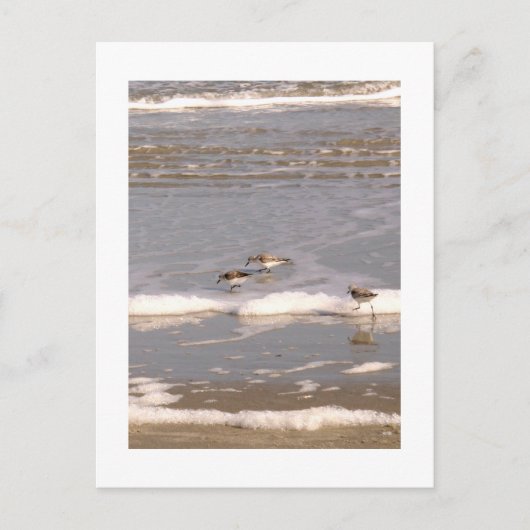 サンパイパー ポストカード (正面)