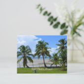 サンパウロ、ブラジルのヤシの木 ポストカード (スタンド正面)