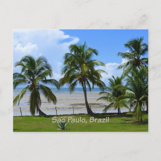 サンパウロ、ブラジルのヤシの木 ポストカード (正面)