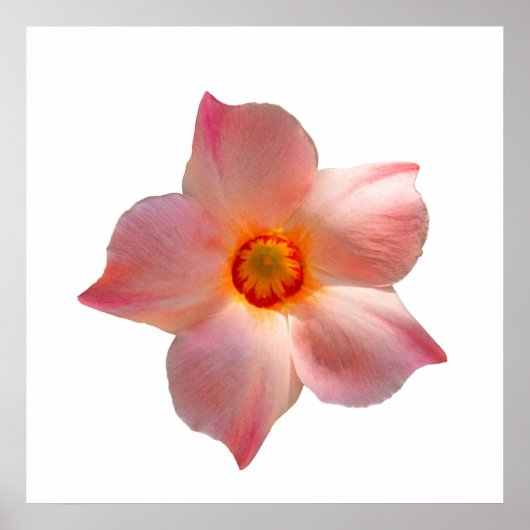 サンパラソルマンデヴィラ ポスター (正面)