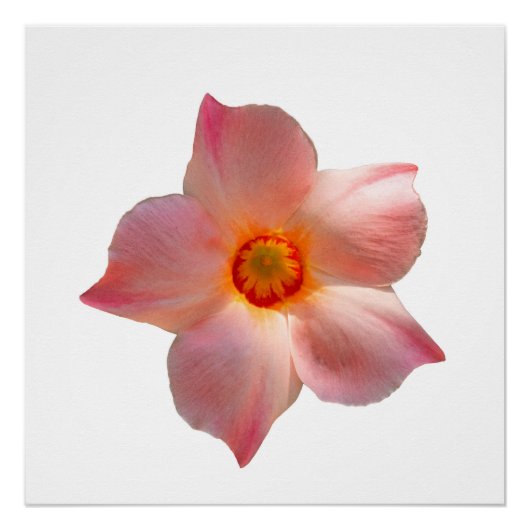 サンパラソルマンデヴィラ ポスター (正面)