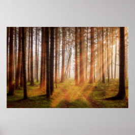 サンビーム森林 ポスター