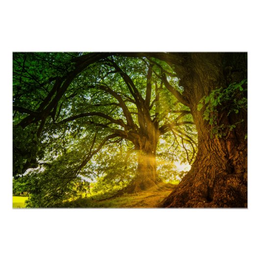 サンビーム ポスター (正面)