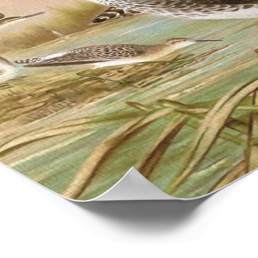 "サンピパーズ"ヴィンテージバードイラストレーション ポスター (角)