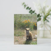 サンファンアイランドキツネ ポストカード (スタンド正面)