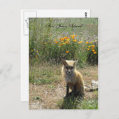 サンファンアイランドキツネ ポストカード (正面/裏面)