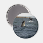 サンファンクジラ マグネット (正面/裏面)