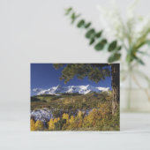 サンフアン山脈と《植物》アスペンの木のフォールカラー ポストカード (スタンド正面)