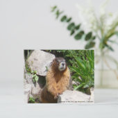 サンフアン山脈のマルモッツ社… ポストカード (スタンド正面)