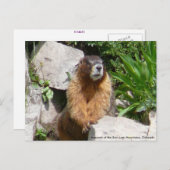 サンフアン山脈のマルモッツ社… ポストカード (正面/裏面)