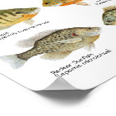 サンフィッシュポスター ポスター (角)