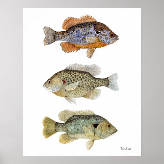 サンフィッシュ3 ポスター (正面)