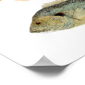 サンフィッシュ – Redear、Longear、Green Sunfish ポスター (角)