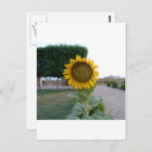 サンフラワーアートプリント ポストカード (正面/裏面)