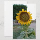 サンフラワーアートプリント 便箋 (正面/裏面)