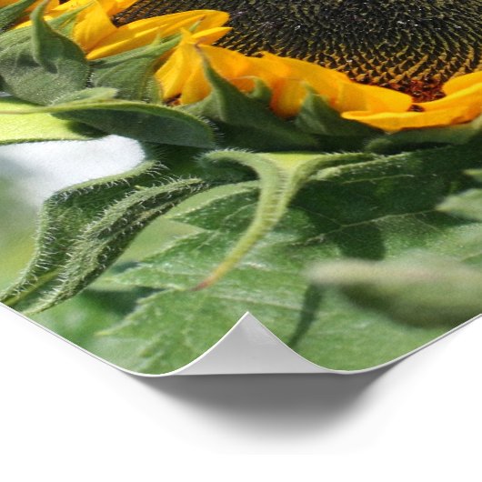 サンフラワーインサンシャイン鏡抽象芸術 ポスター (角)