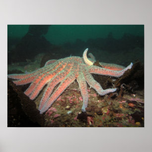 サンフラワーシースター – ファインアートプリント ポスター