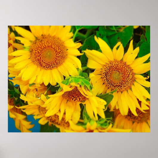 サンフラワーズシティマーケットKCファーマーズマーケット ポスター (正面)