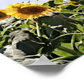 サンフラワーズ聖なる書物、 経典写真アートプリント ポスター (角)