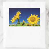 サンフラワーズ(Helianthus Anuus)、セネカル近く 長方形シール (バッグ)