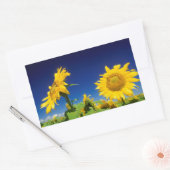 サンフラワーズ(Helianthus Anuus)、セネカル近く 長方形シール (封筒)