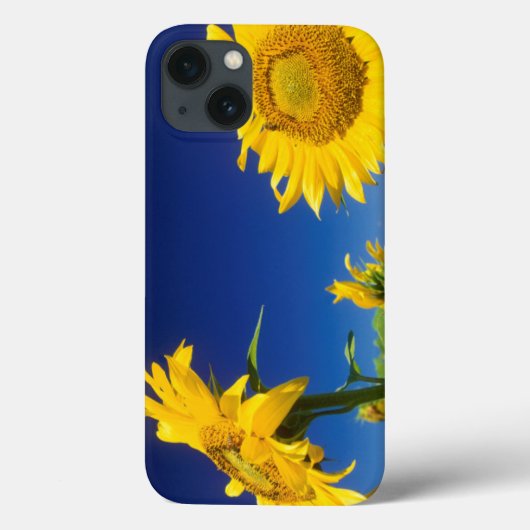 サンフラワーズ(Helianthus Anuus)、セネカル近く Case-Mate iPhoneケース (裏面)