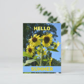 サンフラワーハローサマーフォトフローラ ポストカード (スタンド正面)