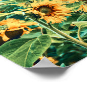 サンフラワーフィールドイエローティール(緑がかった色)フローラガーデンアート ポスター (角)