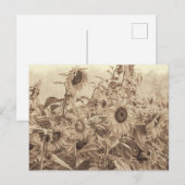 サンフラワーフィールドヴィンテージセピアトーンファインアート ポストカード (正面/裏面)