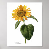 サンフラワーボタニカルメアリーイートン ポスター (正面)