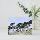 サンフランシスコのSutro Parkでヒノキの木 ポストカード (スタンド正面)