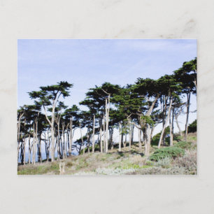 サンフランシスコのSutro Parkでヒノキの木 ポストカード
