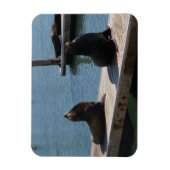 サンフランシスコピア39シーライオンズ#3マグネット マグネット (縦)