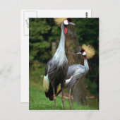 サンフランシスコ動物園 ポストカード (正面/裏面)