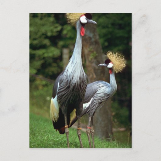 サンフランシスコ動物園 ポストカード (正面)
